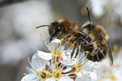 <i>Colletes cunicularius</i>