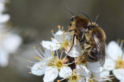 <i>Colletes cunicularius</i>