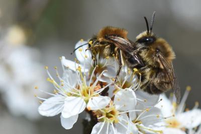 <i>Colletes cunicularius</i>