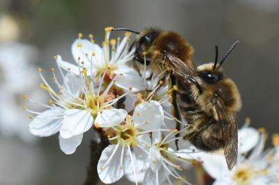 <i>Colletes cunicularius</i>