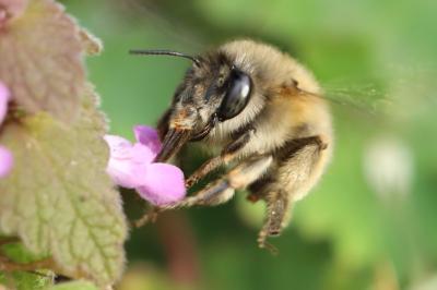 Anthophore à pattes plumeuses