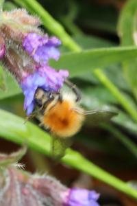 Bourdon des champs