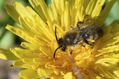 <i>Colletes cunicularius</i>