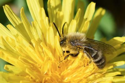 <i>Colletes cunicularius</i>