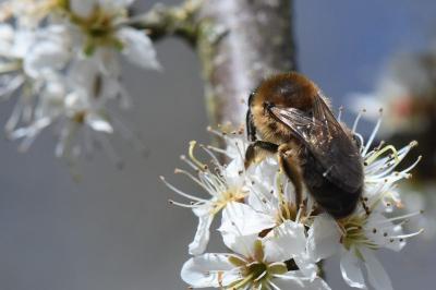 <i>Colletes cunicularius</i>