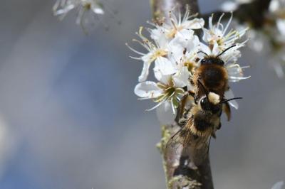 <i>Colletes cunicularius</i>