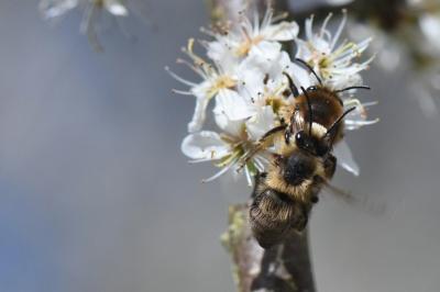<i>Colletes cunicularius</i>