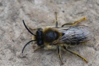<i>Colletes cunicularius</i>