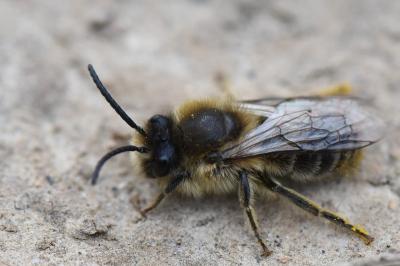 <i>Colletes cunicularius</i>