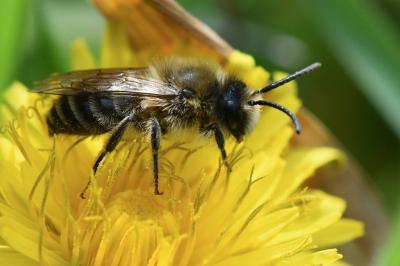 <i>Colletes cunicularius</i>