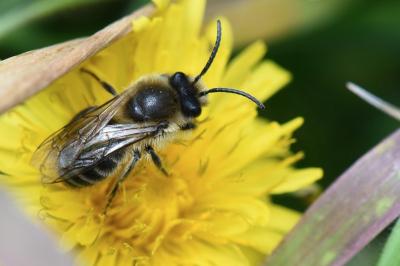 <i>Colletes cunicularius</i>