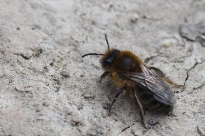 <i>Colletes cunicularius</i>