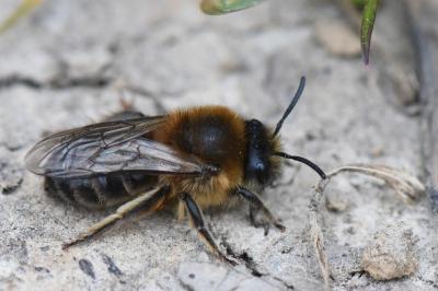 <i>Colletes cunicularius</i>