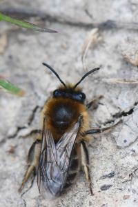 <i>Colletes cunicularius</i>