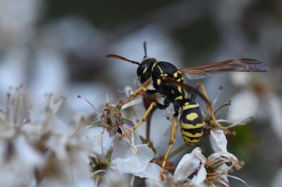 <i>Polistes nimpha</i>