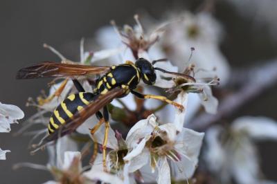 <i>Polistes nimpha</i>