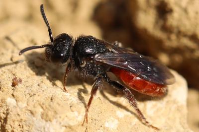 <i>Sphecodes</i>