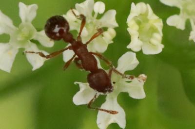 <i>Myrmica</i>