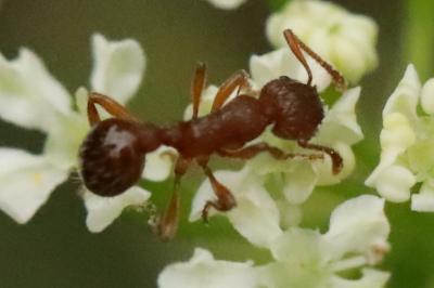 <i>Myrmica</i>