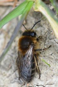<i>Colletes cunicularius</i>