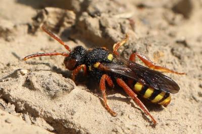 <i>Nomada bisfasciata/fucata</i>