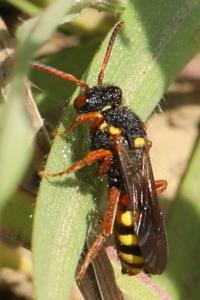 <i>Nomada bisfasciata/fucata</i>