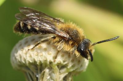<i>Andrena</i>
