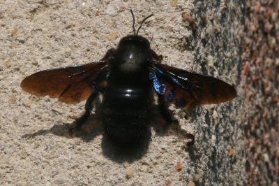 <i>Xylocopa</i>
