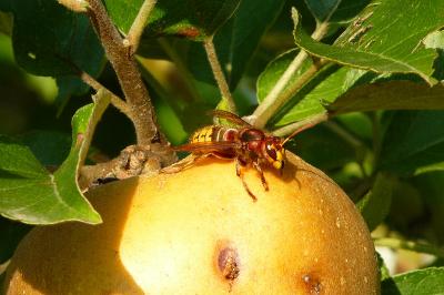 Vespa crabro