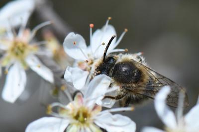 <i>Colletes cunicularius</i>