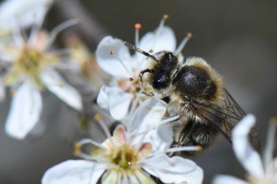 <i>Colletes cunicularius</i>