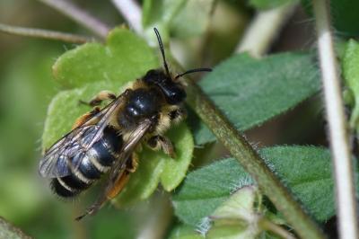 Andrena flavipes