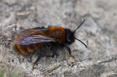 Andrène fauve