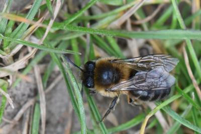 <i>Colletes cunicularius</i>
