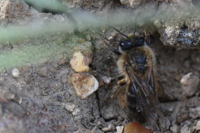 <i>Colletes cunicularius</i>