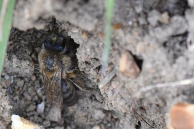 <i>Colletes cunicularius</i>