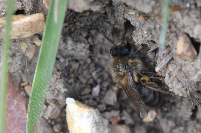 <i>Colletes cunicularius</i>