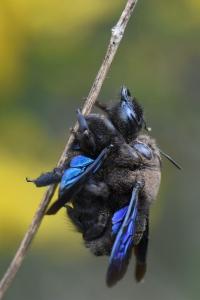 Xylocope panarde