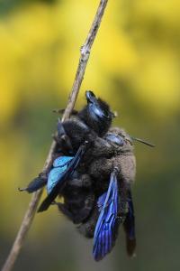 Xylocope panarde