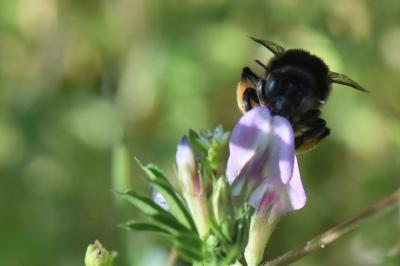 Anthophore obtuse