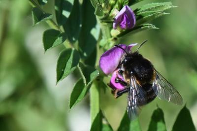 Anthophore obtuse