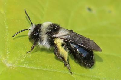 Andrena cineraria