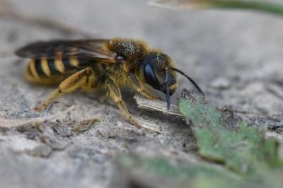 Halictus scabiosae