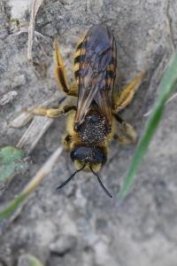 Halicte de la Scabieuse