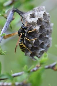 <i>Polistes nimpha</i>
