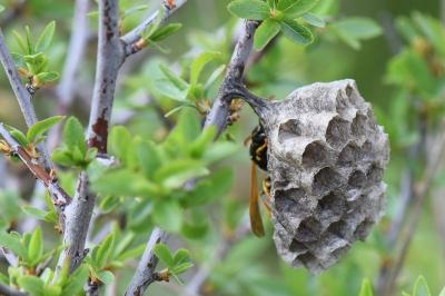 <i>Polistes nimpha</i>