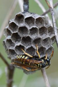 <i>Polistes nimpha</i>