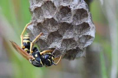 <i>Polistes nimpha</i>