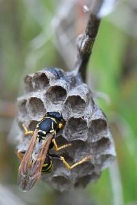 <i>Polistes nimpha</i>