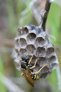 <i>Polistes nimpha</i>